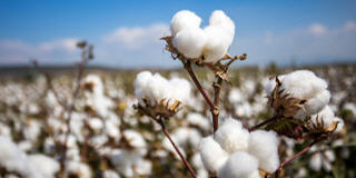 Cotton 2 (Baumwolle) Futures und CFDs.